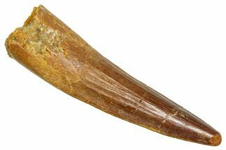 Fossil Spinosaurus Tooth - Real Fossil Tooth #370740