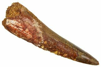 Fossil Spinosaurus Tooth - Real Fossil Tooth #370747