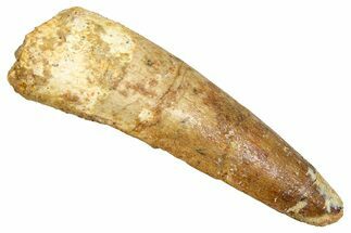 Fossil Spinosaurus Tooth - Real Fossil Tooth #370748