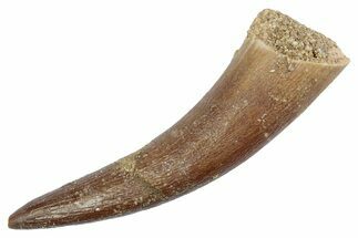 Fossil Plesiosaur (Zarafasaura) Tooth - Morocco #370239