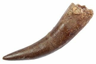 Fossil Plesiosaur (Zarafasaura) Tooth - Morocco #370243