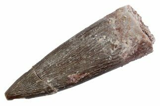 Fossil Plesiosaur (Zarafasaura) Tooth - Morocco #370253