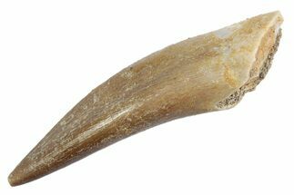 Fossil Plesiosaur (Zarafasaura) Tooth - Morocco #370258