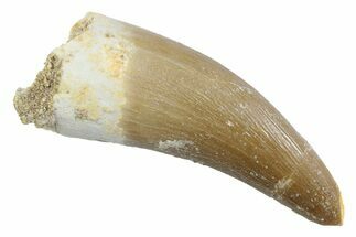 Fossil Plesiosaur (Zarafasaura) Tooth - Morocco #370496