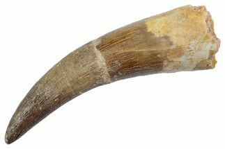 Fossil Plesiosaur (Zarafasaura) Tooth - Morocco #370498