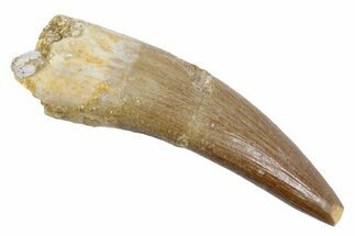 Fossil Plesiosaur (Zarafasaura) Tooth - Morocco #370500