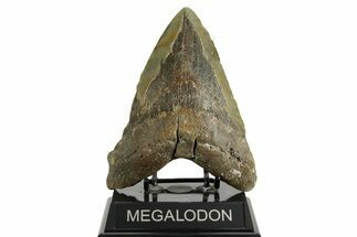 Bargain, Fossil Megalodon Tooth - North Carolina #371493