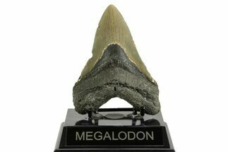 Serrated, Fossil Megalodon Tooth - North Carolina #371501