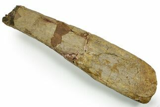 Hadrosaur (Edmontosaurus) Radius Section - Wyoming #371506