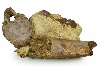 Fossil Dinosaur Caudal Vertebra & Limb Bone in Sandstone - Wyoming #371510