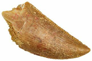 Serrated Raptor Tooth - Real Dinosaur Tooth #371393
