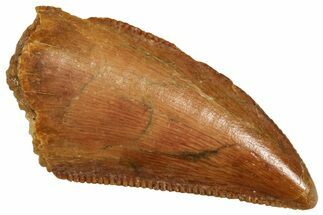 Serrated Raptor Tooth - Real Dinosaur Tooth #371396