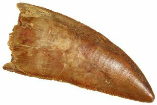 Serrated Raptor Tooth - Real Dinosaur Tooth #371419