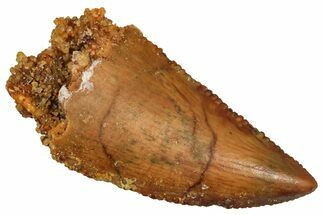 Serrated Raptor Tooth - Real Dinosaur Tooth #371428