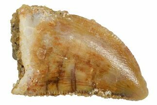 Raptor Tooth - Real Dinosaur Tooth #371434