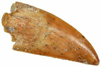 Serrated Raptor Tooth - Real Dinosaur Tooth #371435