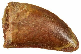 Serrated Raptor Tooth - Real Dinosaur Tooth #371440