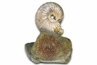 Iridescent Pyritized Ammonite (Quenstedticeras) Fossil Display #368827