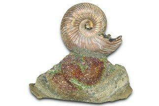 Iridescent Pyritized Ammonite (Quenstedticeras) Fossil Display #368830