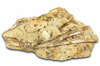 Fossil Hadrosaur Chevron Bone and Tendons in Sandstone - Wyoming #371514