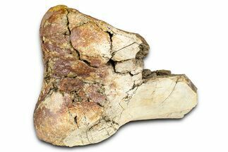 Triceratops Metatarsal Bone Section - Wyoming #371522