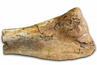 Fossil Hadrosaur Tibia Bone Section - Wyoming #371523