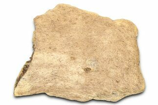 Dinosaur (Triceratops) Frill Shield Section - Wyoming #371530