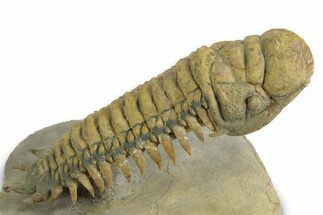 Flying Crotalocephalina Trilobite - Exposed Hypostome #359231