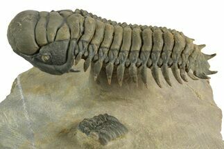 Flying Crotalocephalina Trilobite - Exposed Hypostome #359234