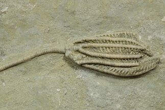 Fossil Crinoid (Histocrinus) - Crawfordsville, Indiana #371575