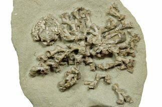 Fossil Crinoid (Barycrinus) with Coral - Indiana #371577