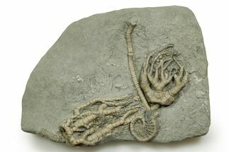 Fossil Crinoid Plate (Three Species) - Crawfordsville, Indiana #371578