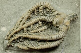 Fossil Crinoid (Barycrinus) - Crawfordsville, Indiana #371583