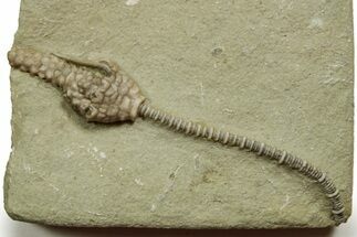 Fossil Crinoid (Macrocrinus) - Crawfordsville, Indiana #371587