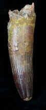 Large Spinosaurus Tooth - Composite Root #19610
