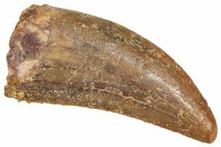 Raptor Tooth - Real Dinosaur Tooth #371462