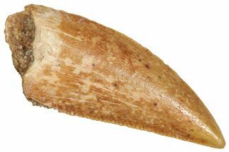 Serrated Raptor Tooth - Real Dinosaur Tooth #371470
