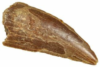 Raptor Tooth - Real Dinosaur Tooth #371475