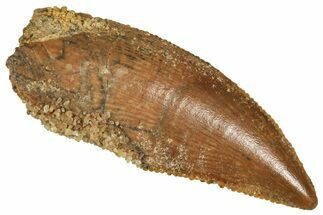 Serrated Raptor Tooth - Real Dinosaur Tooth #371477