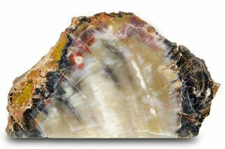 Free Standing Petrified Wood (Araucarioxylon) - Arizona #371655