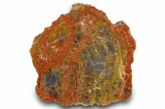 Colorful, Polished Petrified Wood (Araucarioxylon) - Arizona #371669
