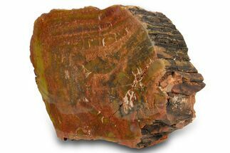 Polished Petrified Wood (Araucarioxylon) - Arizona #371678