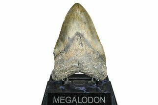 Fossil Megalodon Tooth - North Carolina #371653