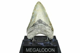 Serrated, Fossil Megalodon Tooth - North Carolina #371657