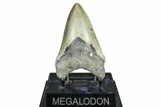 Serrated, Fossil Megalodon Tooth - North Carolina #371661