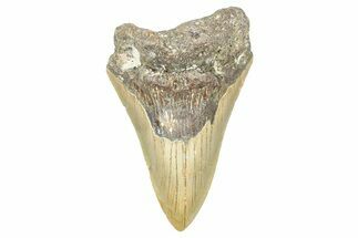 Fossil Megalodon Tooth - North Carolina #371672
