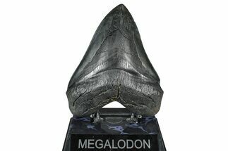 Bargain, Fossil Megalodon Tooth - South Carolina #371763