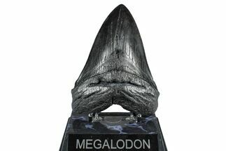 Fossil Megalodon Tooth - South Carolina #371766