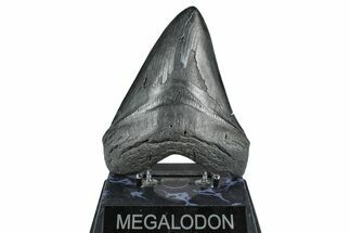 Fossil Megalodon Tooth - South Carolina #371767