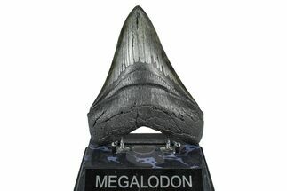 Fossil Megalodon Tooth - South Carolina #371769